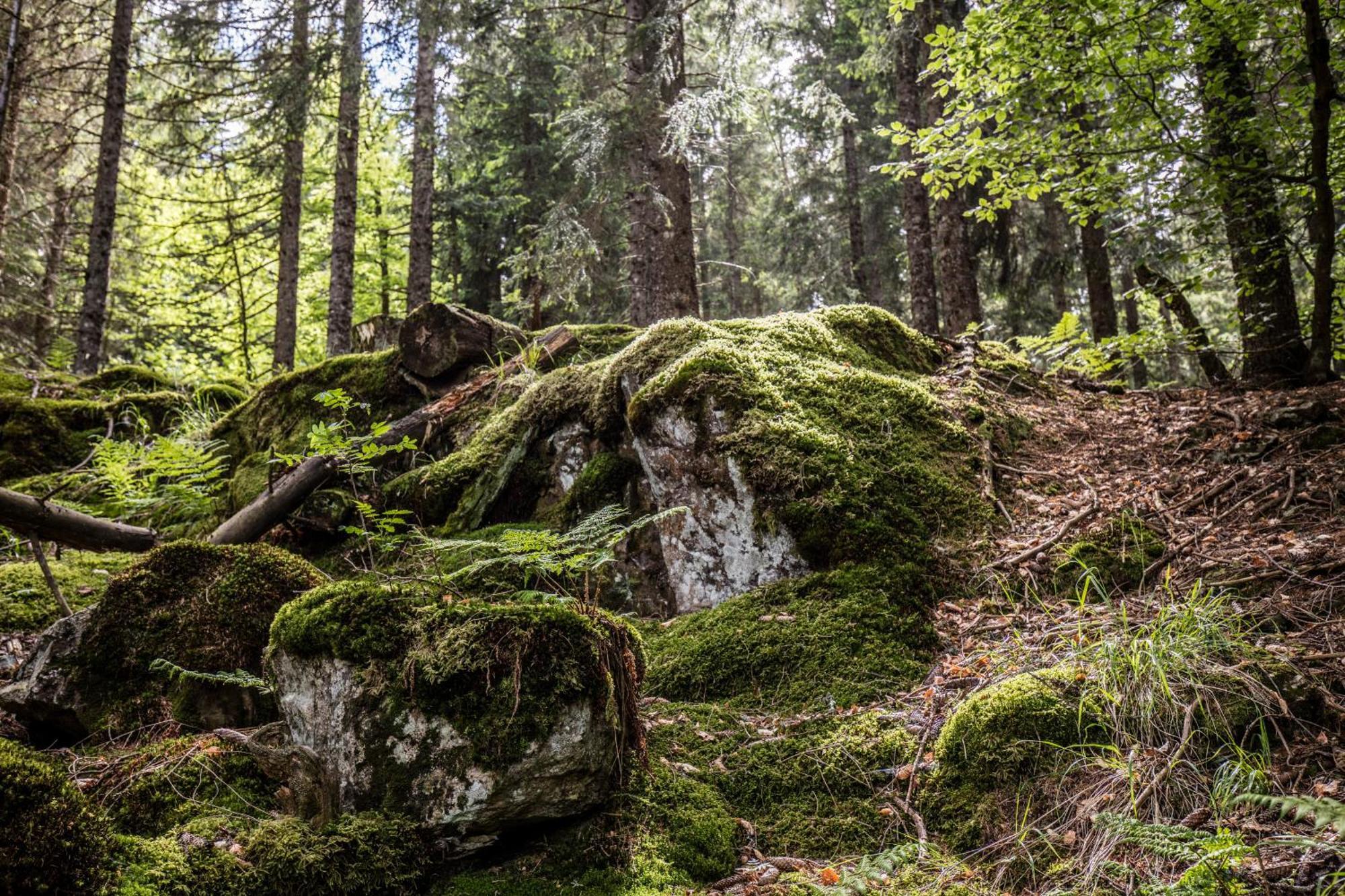 Ferienwohnung Seeblick Nr 5, 2 Zi-Baerental, Feldberg Rotwasser Eksteriør billede